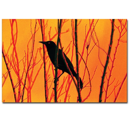 Patty Tuggle 'Blackbird Dreams' Canvas Art,14x19
